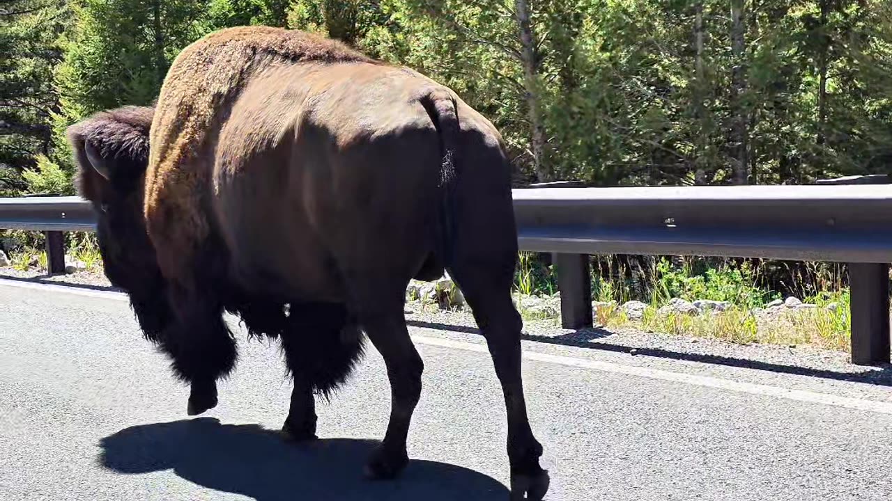 Bison Whisperer