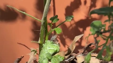 🍅🐛 Tomato Hornworm Fighting Off Parasitic Fly! | FeedMyCuriosity