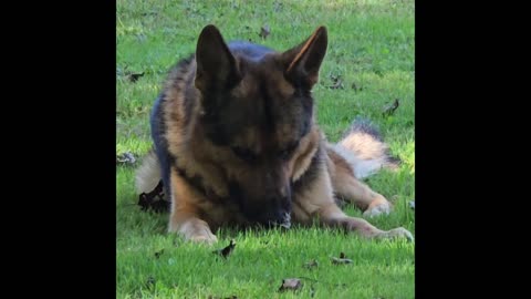 Virgil the sable.