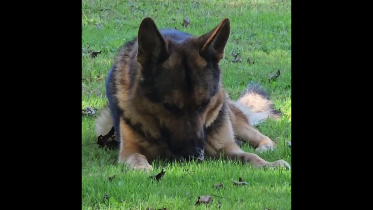 Virgil the sable.