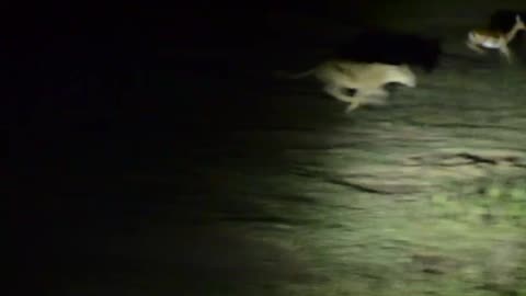 Lion Failed to catch Impala during night!!