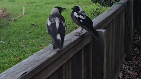 Introducing My Magpie Friends Ace and Maverick