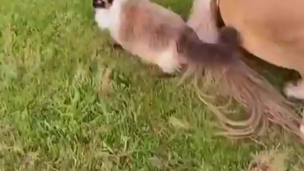 Cats with other animals..🥺