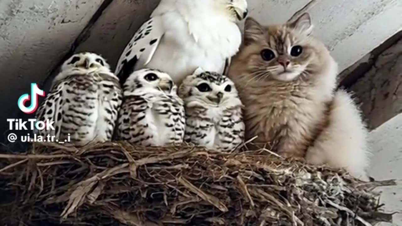 Cat is part of the owl family