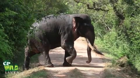 The Larger tusker in sri lanka