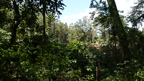 Deaths Of Albizia Trees VI