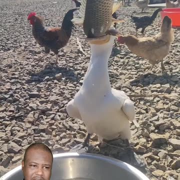 How can an albatross swallow a fish that size?