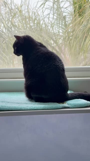 Cute Precious Piper is Very Content in Her Spa - My Adopted Shelter Cat Vlog #shorts