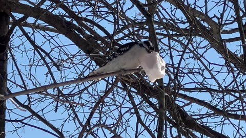 Woodpeckers love lard in the winter months