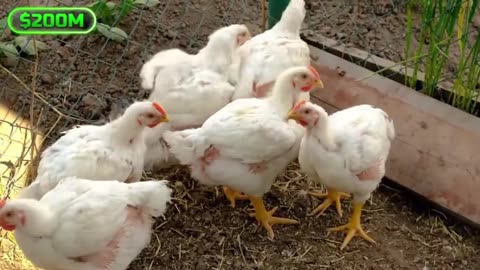 MrBeast (1/2 a billion followers) Propaganda machine for Bill Gates dystopian future