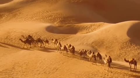 "Nomad for a Day: Living the Desert Life"