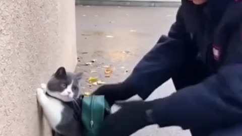 animals