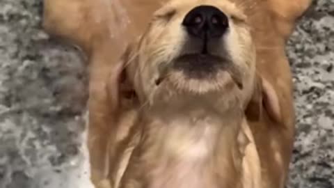 Golden Retriever Finds Bliss In Bath Time