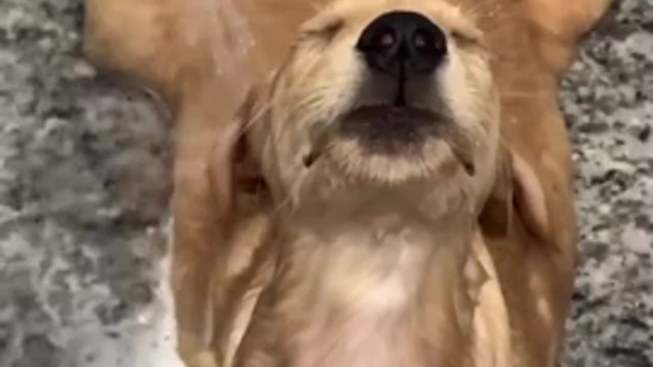 Golden Retriever Finds Bliss In Bath Time