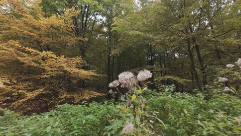πΏπ Nature's Peaceful Moments | FunFM