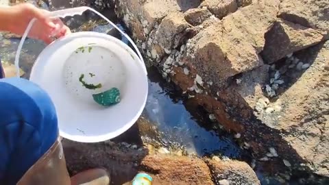 lobsters line the beach. Pearls in blue shellfish.