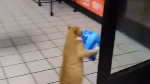 Cat stealing Bud Light