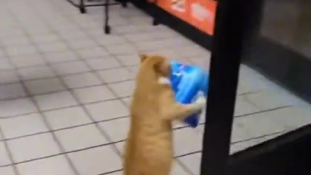 Cat stealing Bud Light