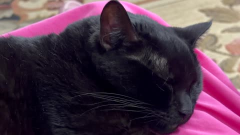 Cute Precious Piper Has a Nice Peaceful Nap - My Adopted Shelter Cat Vlog
