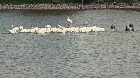 Pelicans!!!