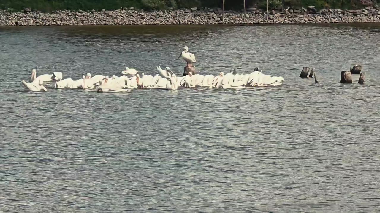 Pelicans!!!