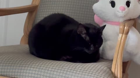 Cute Precious Piper is a Napping Loaf - Adopting a Cat from a Shelter Vlog