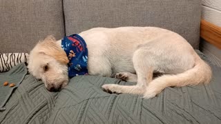 Ziggy_20251116_142516286