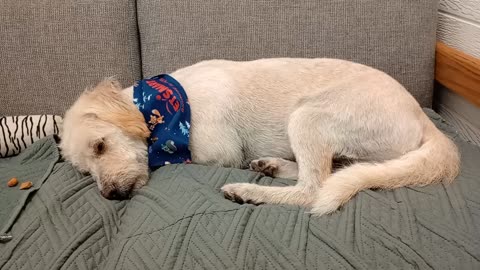 Ziggy 5y A884773 currently fostered looking 4 a forever home He won't eat 4 me needs time20251116286