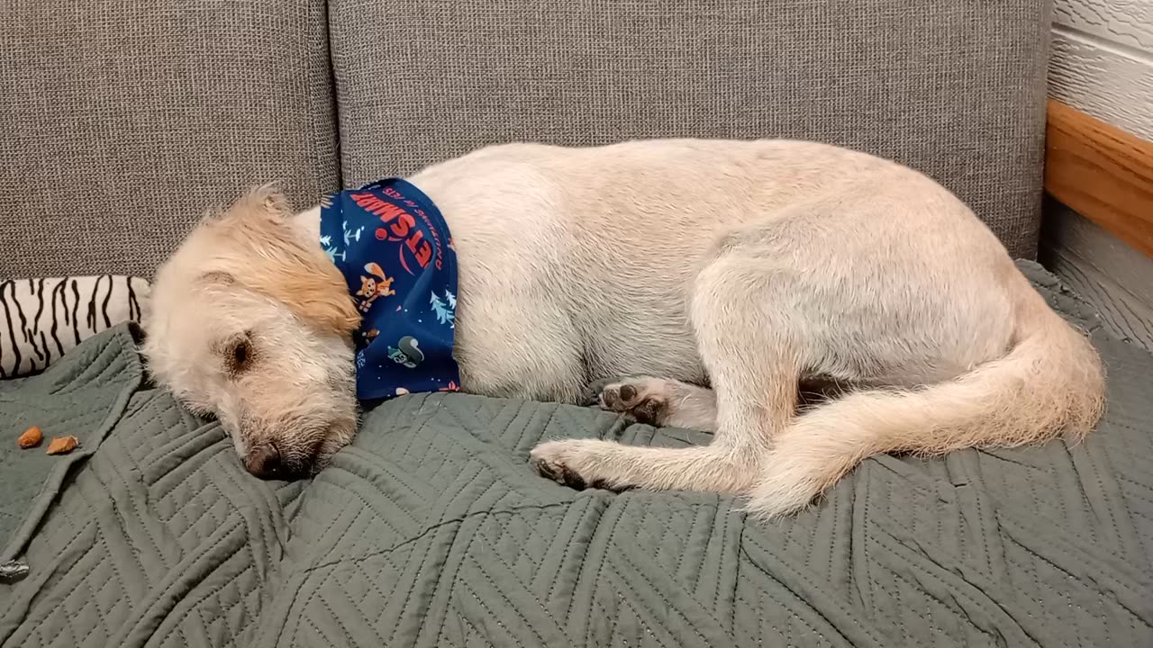 Ziggy 5y A884773 currently fostered looking 4 a forever home He won't eat 4 me needs time20251116286