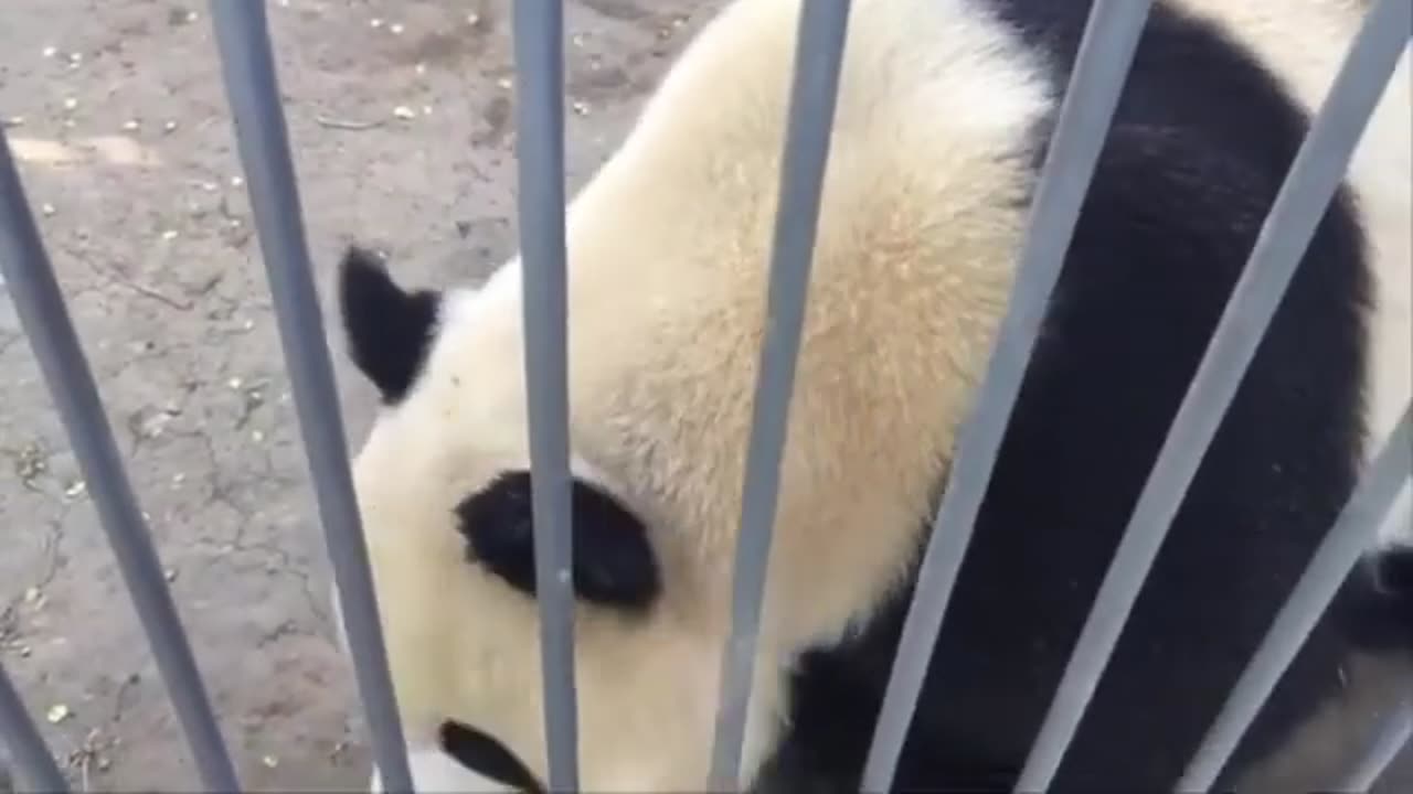 Funny Panda 🐼🤣🤣