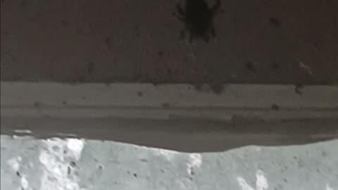 Orb weaver