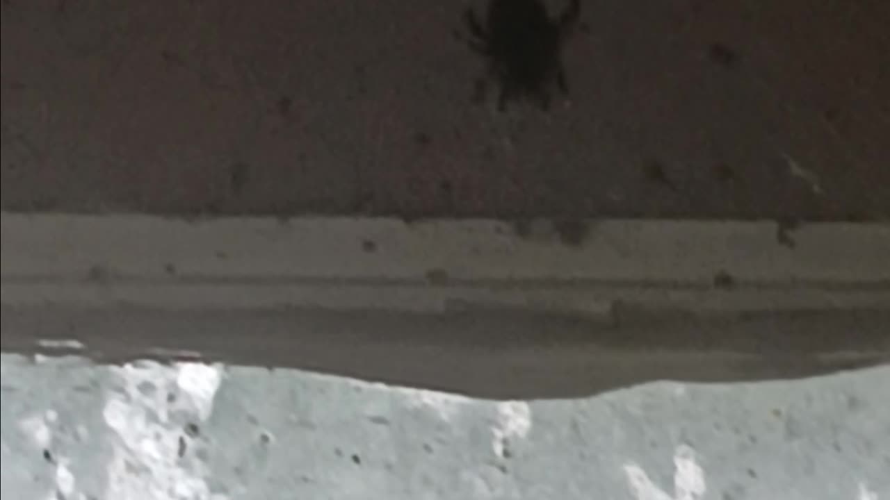 Orb weaver