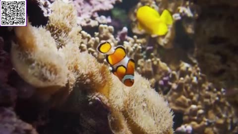 Music of Aquarium 4K VIDEO (ULTRA HD) 🐠 Amazing Beautiful Coral Reef Fish