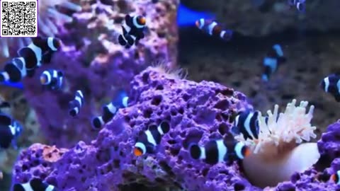 Music of Aquarium 4K VIDEO (ULTRA HD) 🐠 Amazing Beautiful Coral Reef Fish