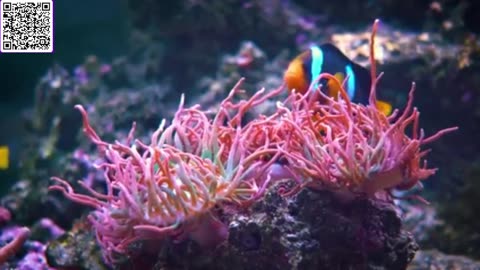 Music of Aquarium 4K VIDEO (ULTRA HD) 🐠 Amazing Beautiful Coral Reef Fish