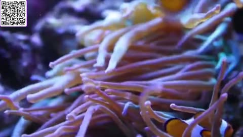 Music of Aquarium 4K VIDEO (ULTRA HD) 🐠 Amazing Beautiful Coral Reef Fish