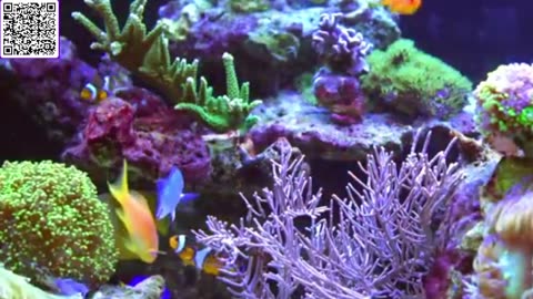 Music of Aquarium 4K VIDEO (ULTRA HD) 🐠 Amazing Beautiful Coral Reef Fish