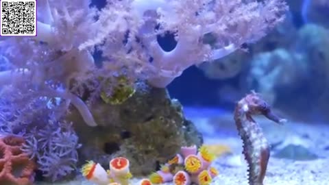 Music of Aquarium 4K VIDEO (ULTRA HD) 🐠 Amazing Beautiful Coral Reef Fish