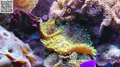 Music of Aquarium 4K VIDEO (ULTRA HD) 🐠 Amazing Beautiful Coral Reef Fish