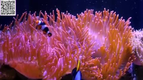 Music of Aquarium 4K VIDEO (ULTRA HD) 🐠 Amazing Beautiful Coral Reef Fish