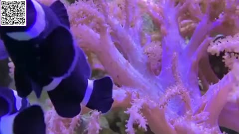 Music of Aquarium 4K VIDEO (ULTRA HD) 🐠 Amazing Beautiful Coral Reef Fish