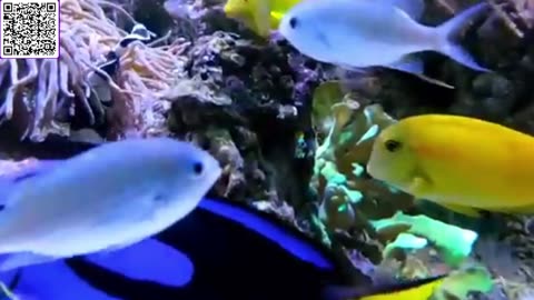 Music of Aquarium 4K VIDEO (ULTRA HD) 🐠 Amazing Beautiful Coral Reef Fish