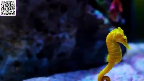 Music of Aquarium 4K VIDEO (ULTRA HD) 🐠 Amazing Beautiful Coral Reef Fish