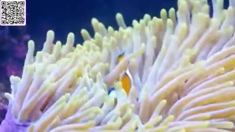 Music of Aquarium 4K VIDEO (ULTRA HD) 🐠 Amazing Beautiful Coral Reef Fish