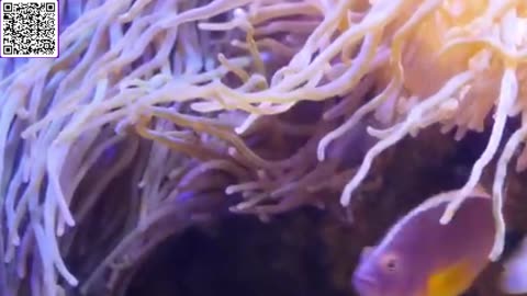 Music of Aquarium 4K VIDEO (ULTRA HD) 🐠 Amazing Beautiful Coral Reef Fish