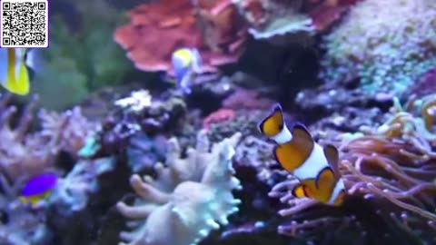 Music of Aquarium 4K VIDEO (ULTRA HD) 🐠 Amazing Beautiful Coral Reef Fish