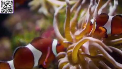 Music of Aquarium 4K VIDEO (ULTRA HD) 🐠 Amazing Beautiful Coral Reef Fish