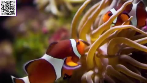 Music of Aquarium 4K VIDEO (ULTRA HD) 🐠 Amazing Beautiful Coral Reef Fish