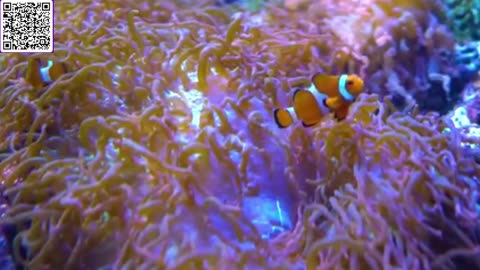 Music of Aquarium 4K VIDEO (ULTRA HD) 🐠 Amazing Beautiful Coral Reef Fish