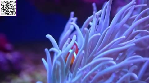 Music of Aquarium 4K VIDEO (ULTRA HD) 🐠 Amazing Beautiful Coral Reef Fish